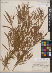 Foto von Salix fluviatilis Nutt.